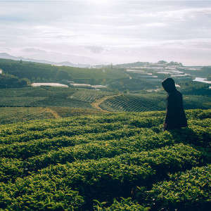 Tour du lịch Mộc Châu (8)